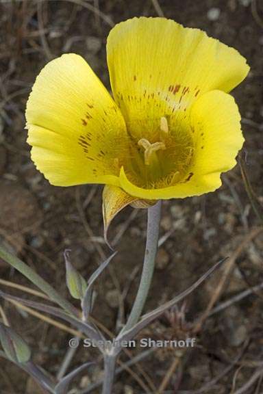 calochortus luteus 3 graphic